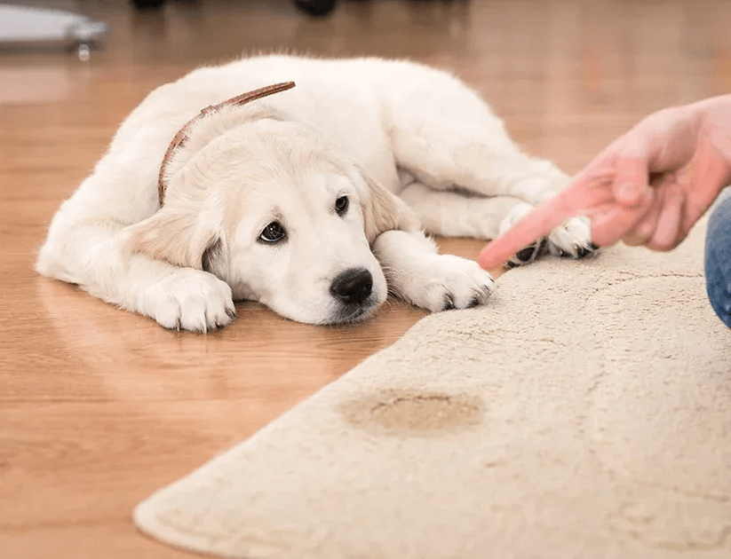 Pet Stains & Odor Carpet Cleaning for St Louis